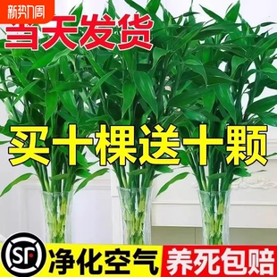 富贵竹水培植物客厅招发财竹子节节高绿萝绿植盆栽花卉植物室内花