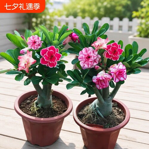重瓣沙漠玫瑰花苗盆栽带花苞多肉植物老桩绿植盆景四季开花室外