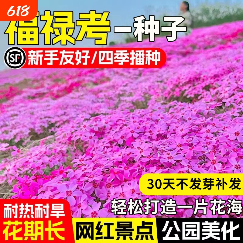 福禄考种子低矮芝樱花籽四季播种庭院地被盆栽易种活观赏花卉种籽