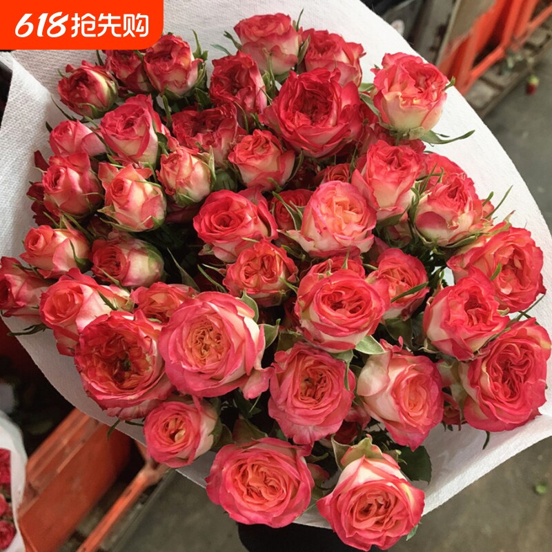 爱丽丝多头玫瑰鲜花云南昆明基地直发水养家用同城速递包邮情人节