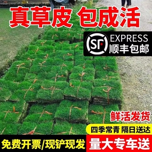 草皮真草坪带泥土花园别墅绿化四季青果岭草马尼拉台湾草草皮带土