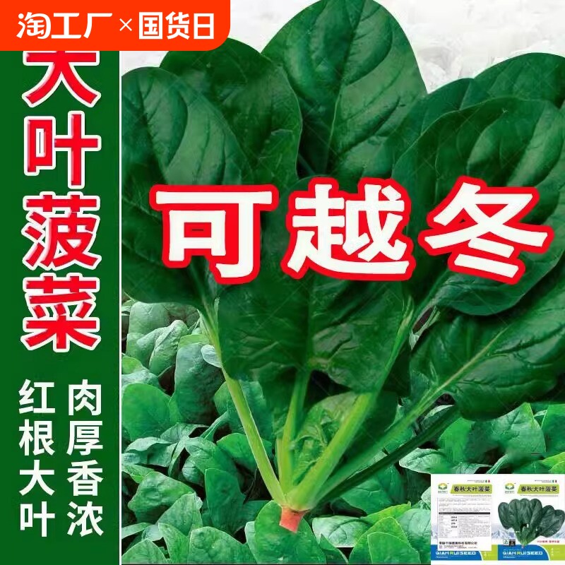 ��Ҷ���ˡ�ԭװ1�� Լ625���� ���������Ӳ������ͺ������ļ��߲˻��ľŽ���ֲԽ���߲�����ũ��