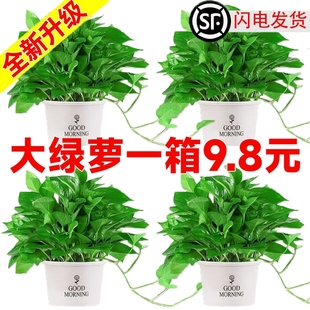 绿萝盆栽净化空气大叶绿萝室内花卉植物水培绿萝长藤绿萝批发
