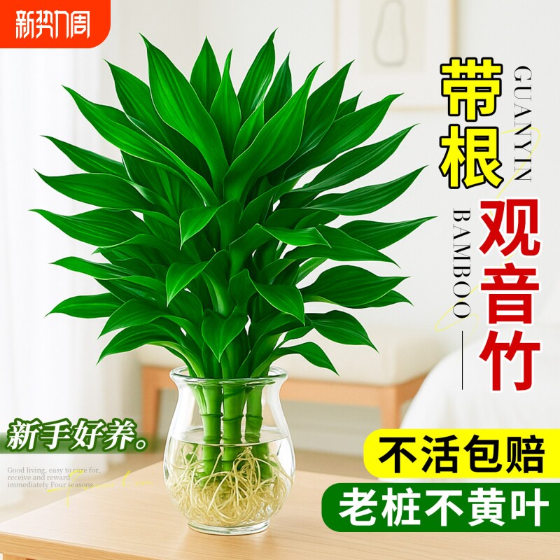 水培观音竹富贵竹植物花卉绿植绿萝室内盆栽转运竹子龙竹文昌竹