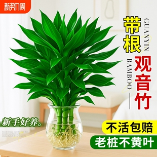 水培观音竹富贵竹植物花卉绿植绿萝室内盆栽转运竹子龙竹文昌竹