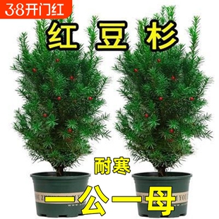 红豆杉盆栽盆景植物室内树苗公母中草药红豆杉树苗红豆杉树植物