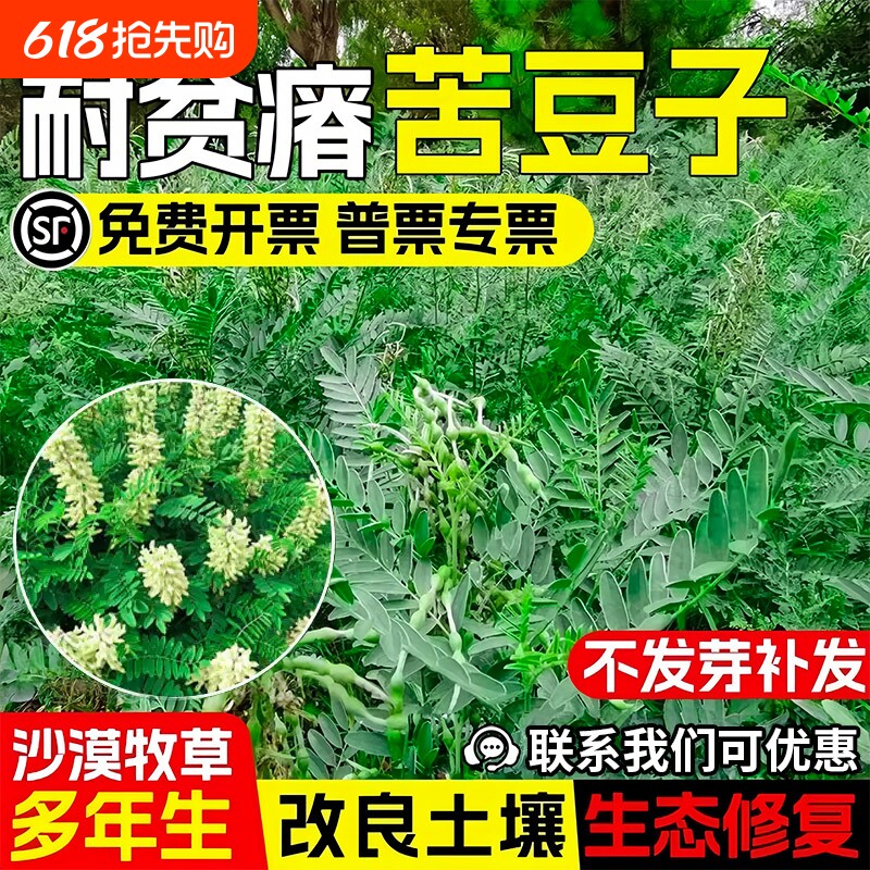 苦豆子种子生态修复沙漠植被牧草种籽耐贫瘠土壤改良矿山复绿草籽