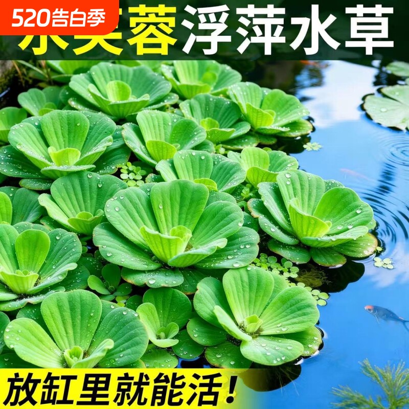 水芙蓉水浮莲浮萍水草植物水生种子养龟养鱼养殖用品鱼缸造景龟缸