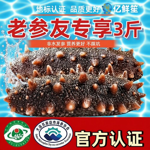 鲜蒸即食海参大连正宗辽刺参底播品质刺参30根装水产深海食用国标