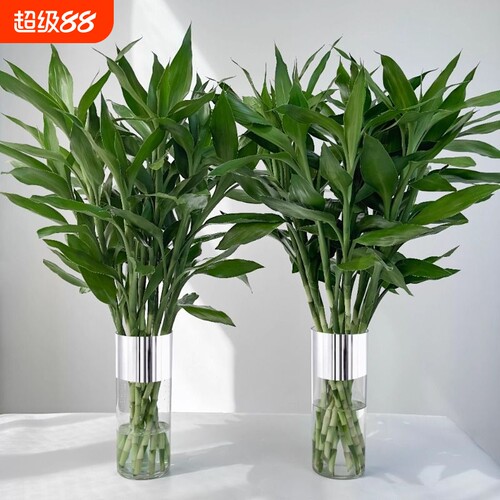 富贵竹水培植物室内绿植