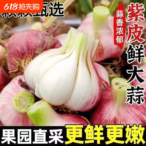鲜蒜现挖新鲜多瓣大蒜大蒜头湿蒜