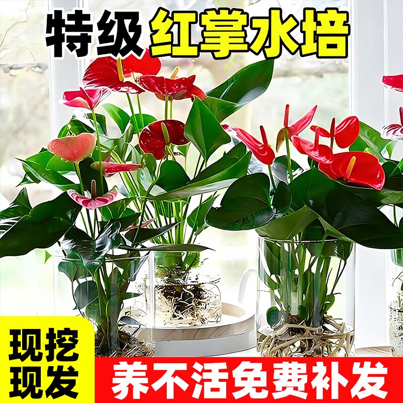 红掌水培盆栽带花鸿运当头一帆风顺大叶大花精品花卉植物水养绿植