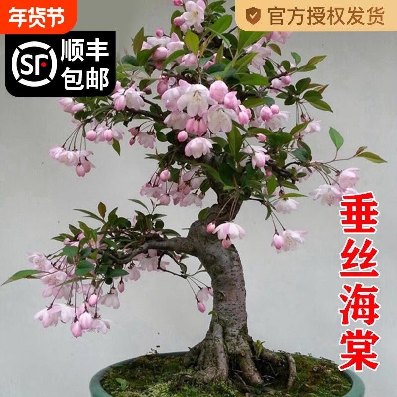 海棠花盆栽四季开花树苗老桩盆景客厅花卉绿植室外庭院植物好养活