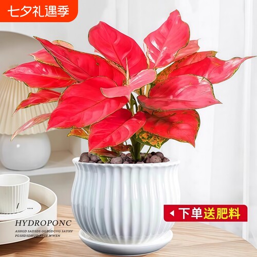 大盆万年红盆栽客厅绿植吉利红如