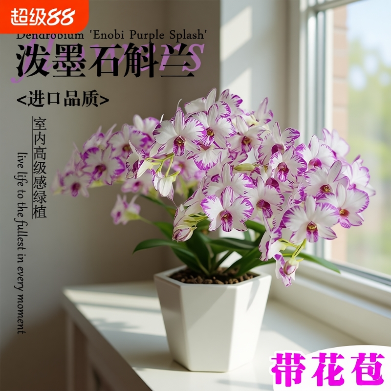 名贵白泼墨带花苞秋石斛兰花苗室内高级感绿植盆栽好养可水培花卉