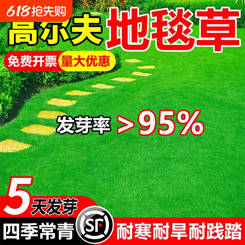 地毯草草籽矮生四季常青庭院绿化草坪种子耐热护坡种植早熟禾耐旱
