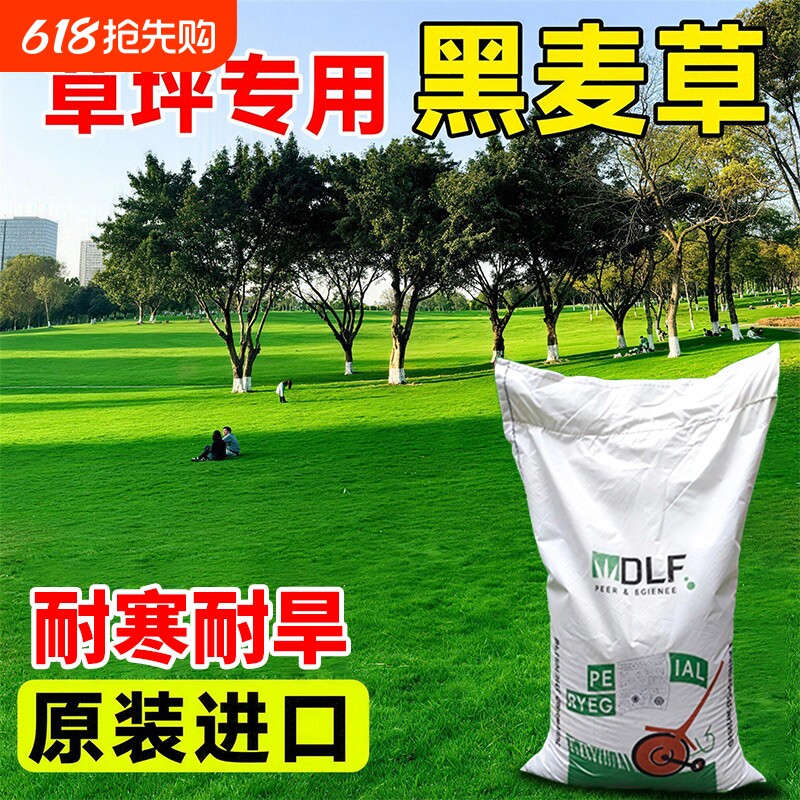 黑麦草草籽草坪草皮矮生四季常青绿化庭院耐寒耐旱护坡固土草种子