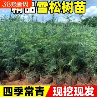 雪松树苗圣诞树苗四季常青宝塔松耐寒绿化松树苗雪松苗迎客松小苗