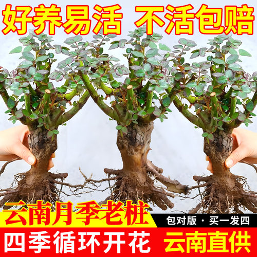 月季老桩玫瑰花树苗盆栽云南昆明红玫瑰老根花苗四季开花浓香花卉