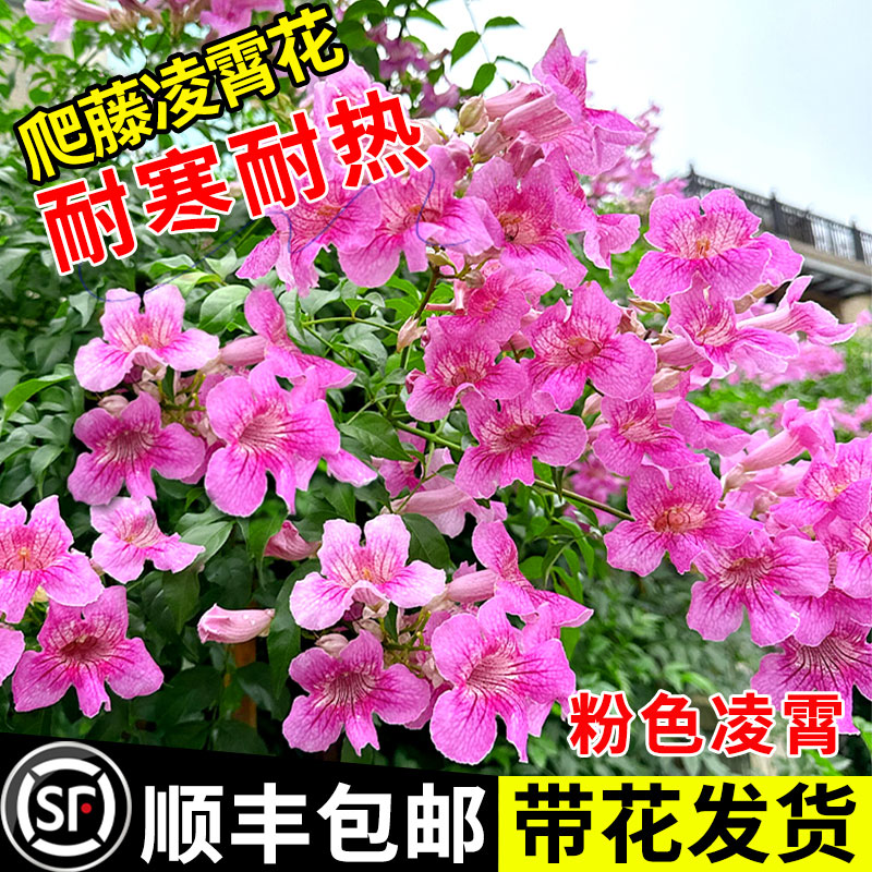 凌霄花爬藤植物大苗粉色橙色凌霄花树苗盆栽庭院炮仗花
