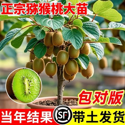 猕猴桃树果苗红心软枣徐香弥猴桃苗公母同株南方北方奇异果猕猴苗