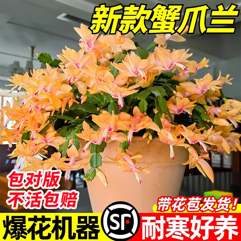 嫁接蟹爪兰盆栽带花苞大苗仙人指蟹爪莲重瓣稀有新品种多色花四季