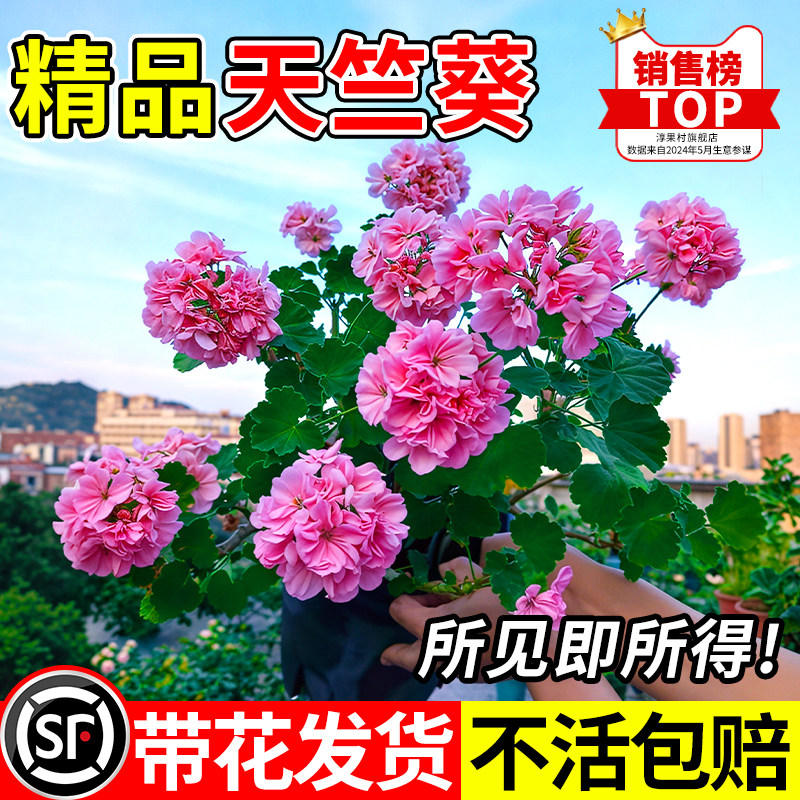 精品天竺葵四季带花新品名贵盆栽带花苞大花洋绣球苗好养花卉大全
