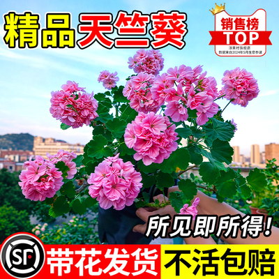 精品天竺葵四季带花新品名贵盆栽带花苞大花洋绣球苗好养花卉大全