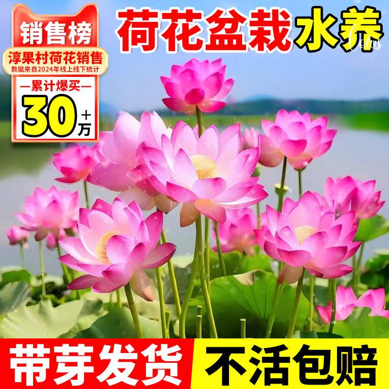 荷花盆栽水养观赏荷花藕种缸栽碗莲食用莲花苗睡莲水培池塘植物花