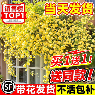黄木香爬藤大苗四季开花木香花重瓣白木香树苗庭院耐寒蔷薇绿植物