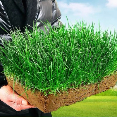 zoysia grass seed Tall Fescue Grass Seed Carpet lawn仿真草皮