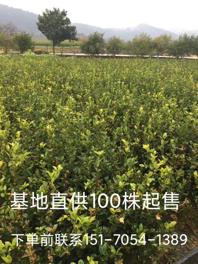 江西高产嫁接油茶苗杯苗裸根苗茶花苗一年二年三年苗