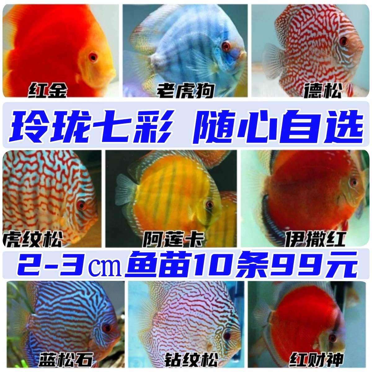 七彩神仙鱼鱼苗2公分小型热带淡水观赏活体鱼 渔场直销 包邮