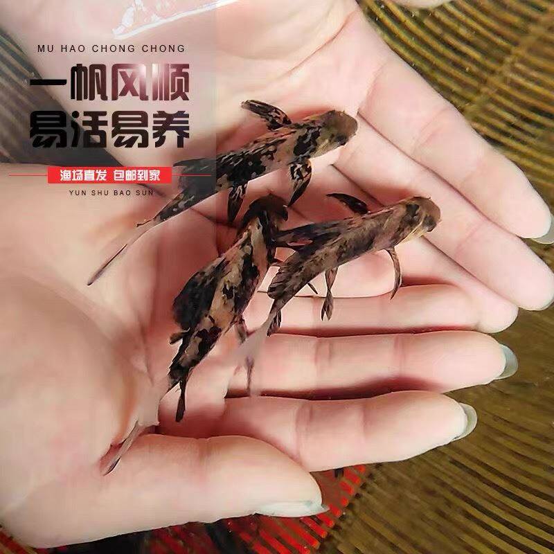 一帆风顺鱼苗胭脂观赏鱼冷水鱼锦鲤鱼小型淡水鱼耐活好养殖食用怎么样,好用不?