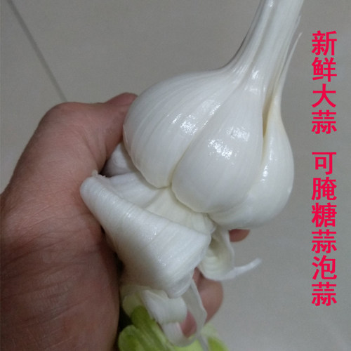 新鲜白皮山东农家现挖腌制大蒜
