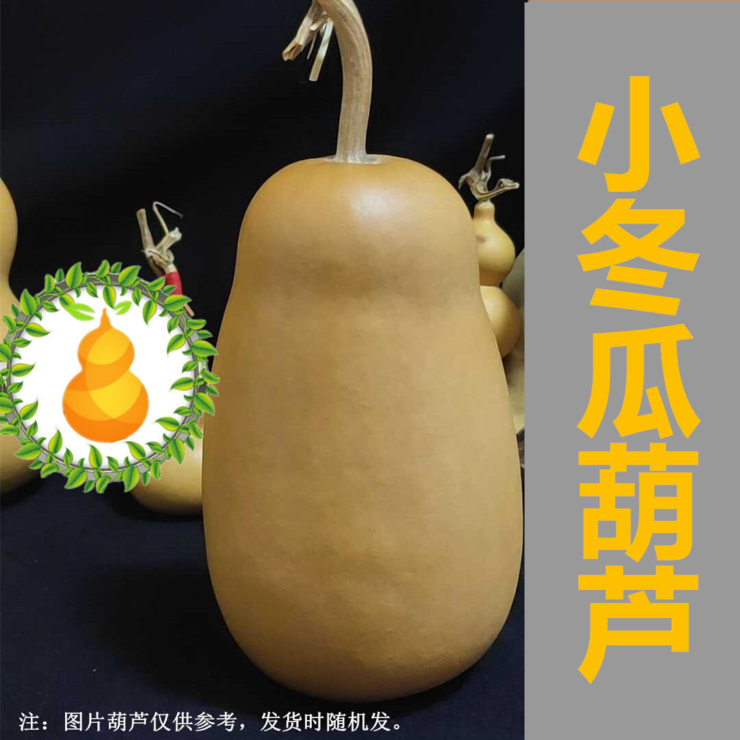 天然文玩小冬瓜葫芦矮冬瓜葫芦棒子葫芦摆件适合烙画墨刻把玩针刺