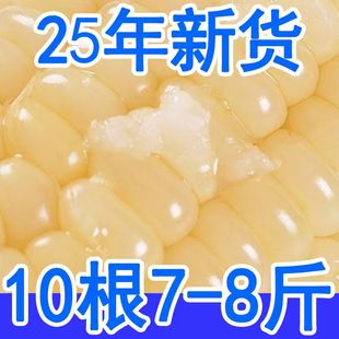 25年新鲜头茬黏糯玉米黑龙江寒地大棒10支280克5.5斤大白黏糯玉米