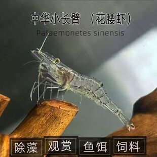 中华小长臂花腰虾清洁鱼缸饲料残渣吃丝藻褐藻刚毛藻观赏虾小宠物