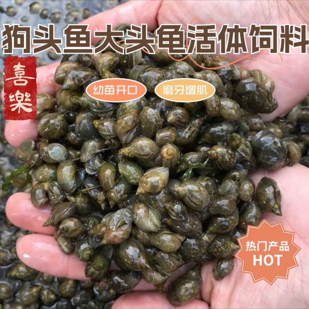 壳薄地图螺鱼缸强力除藻狗头鱼大螺