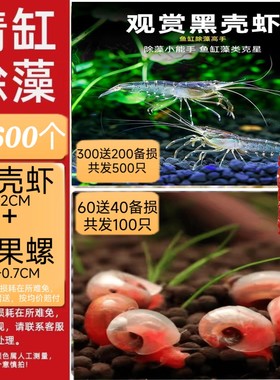 黑壳虾大虾除藻神器清缸苹果螺可繁殖爆缸易饲养好活活体观赏饲料