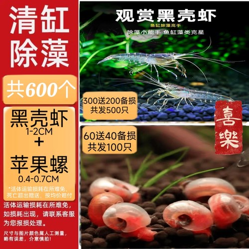 黑壳虾大虾除藻神器清缸苹果螺可繁殖爆缸易饲养好活活体观赏饲料