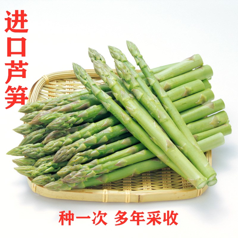 绿芦笋种子鹰牌白芦笋种籽苗根阳台盆栽紫四季种植蔬菜种苗孑春天