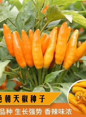 朝天黄辣椒种子春季四季高产黄色尖椒辣椒籽阳台盆栽泡椒野山椒孑