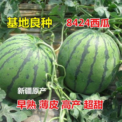 新疆昌吉早熟超甜西瓜种子