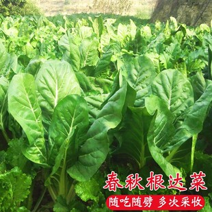 青梗牛皮菜种子根达菜饭迟唛 君达菜 厚皮菜种籽春秋冬季蔬菜种孑