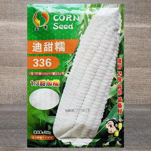迪甜糯336玉米种子 矮杆高产大棒白色早熟皮薄无渣春秋季蔬菜籽孑