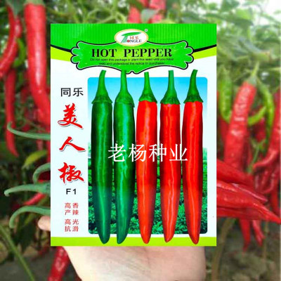 美人椒辣椒种子 特大红辣椒种籽大全 春夏秋四季种植蔬菜种孑秧苗