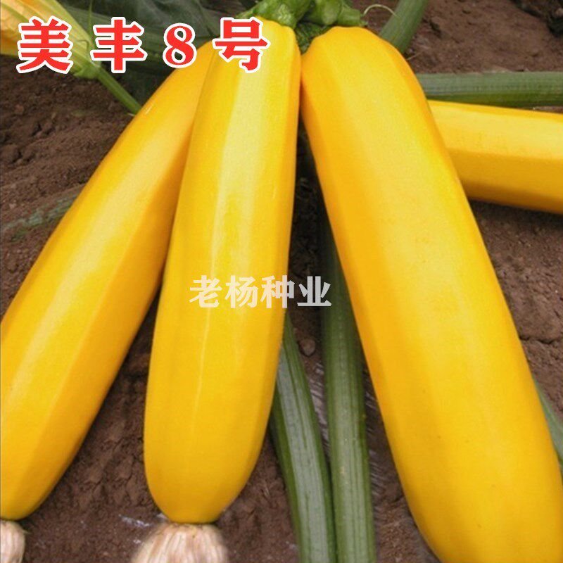 香蕉西葫芦种子 美丰8号水果型能生吃春秋季四季盆栽南瓜蔬菜种籽