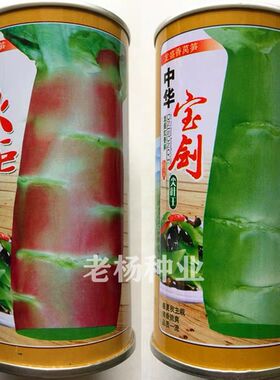 中华宝剑尖叶王莴笋种子早熟薄皮紫红皮莴苣耐热耐寒青笋蔬菜种孑
