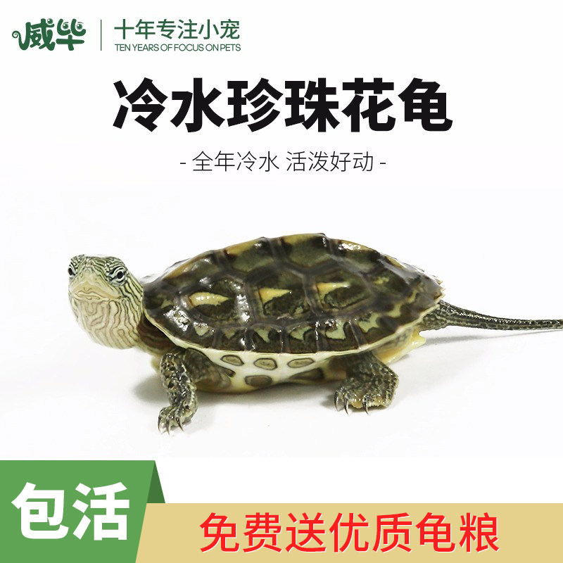 中华花龟珍珠龟活物小乌龟六线草龟花龟苗活体观赏龟宠物水龟长寿